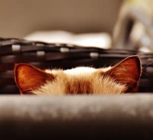 A siamese cat peeking out of a chair.
